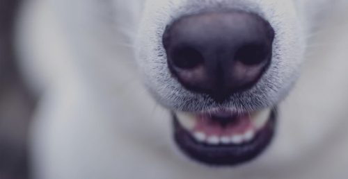 Austin dog bite lawyer