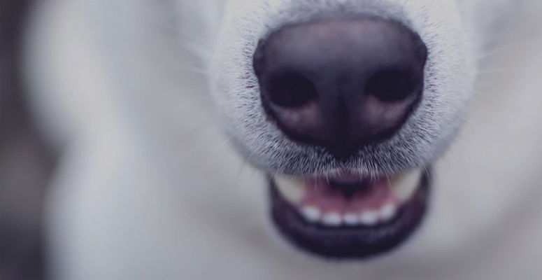Austin dog bite lawyer