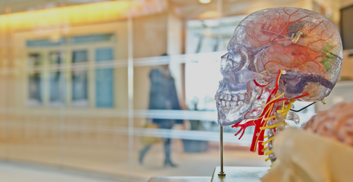 Model skull depicting brain injury