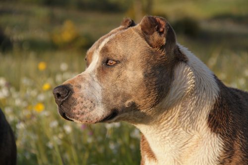 Dog Mauls 3 Year Old At A Texas Restaurant: Legal Lessons
