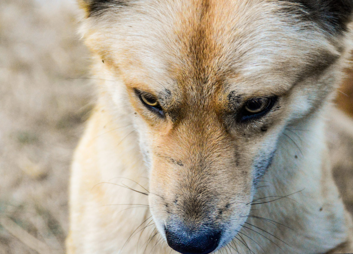 Texas dog bite attorney Brooks Schuelke is on a mission to ensure justice for victims of dog attacks